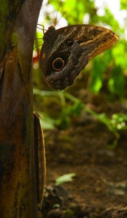 Owl butterfly, (cc) 2009 chris5aw